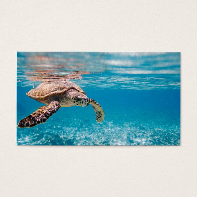 Tortuga marina (Frente)