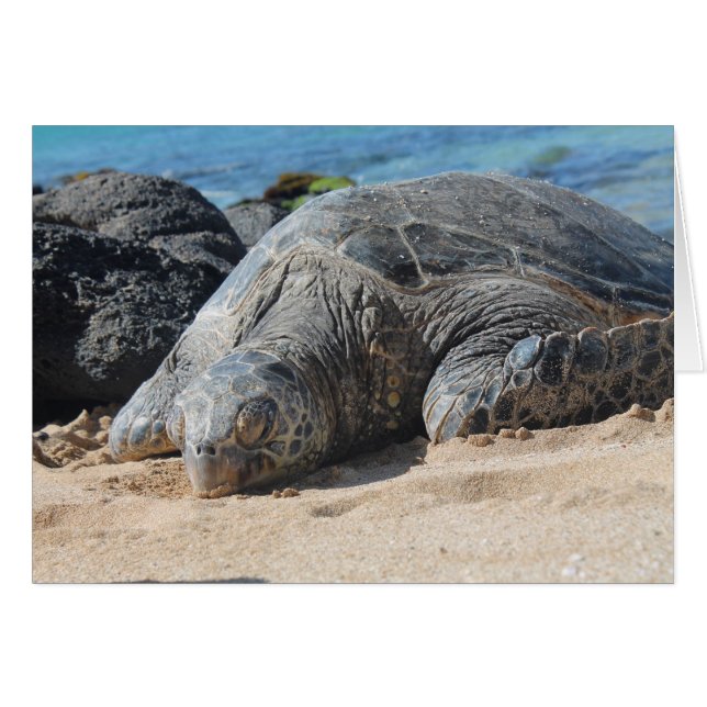 Tortuga Maui (Anverso (Horizontal))