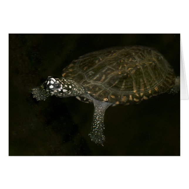 Tortuga nadando (Anverso (Horizontal))