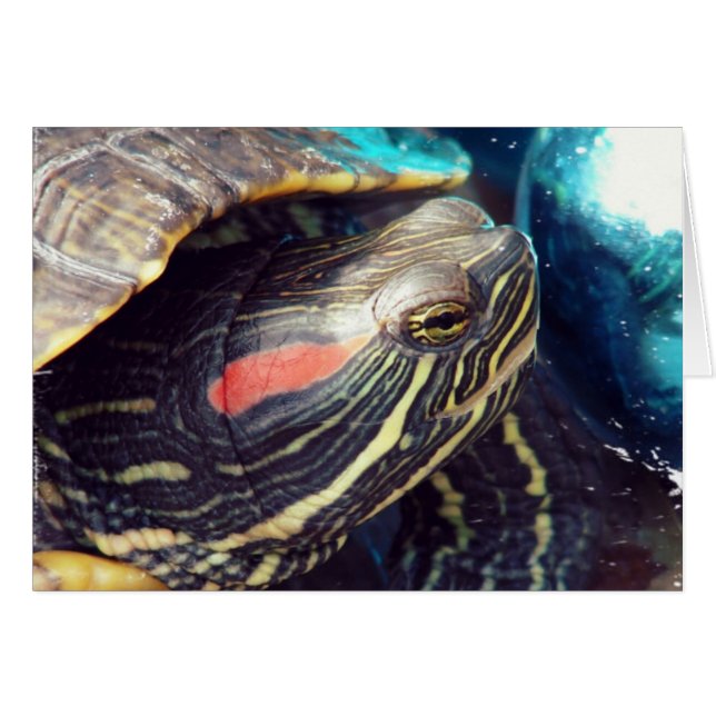 Tortuga navidad (Anverso (Horizontal))