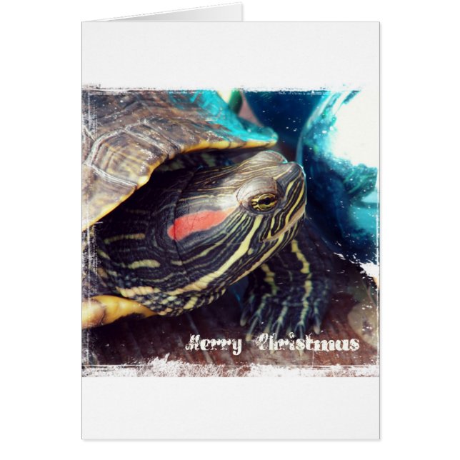 Tortuga navidad (Frente)