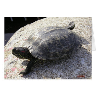 Tortuga negra