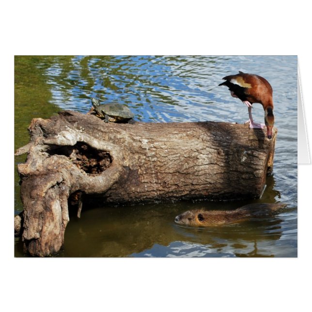 Tortuga, pato y nutria (Anverso (Horizontal))