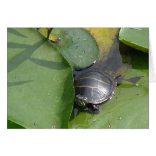 Tortuga pintada bebé en los artículos de Lilypad