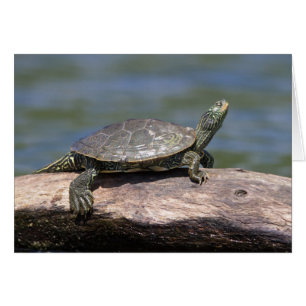 Tortuga pintada en un día soleado