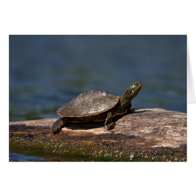 Tortuga pintada en una rama (Anverso (Horizontal))