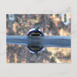 Tortuga reflejada en postal de estanque