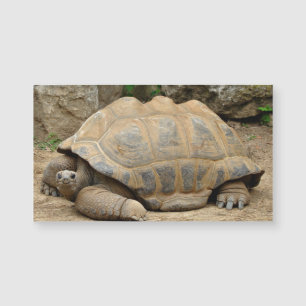 Tortuga sonriente en blanco