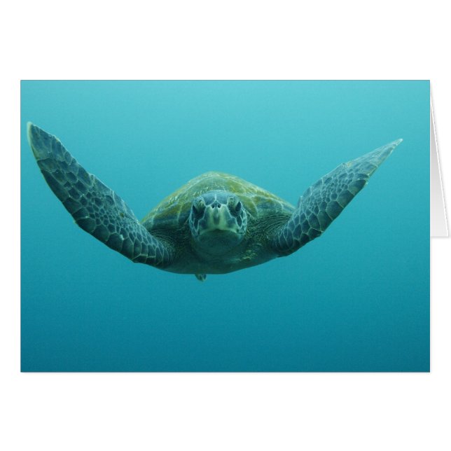 Tortuga Verde (Chelonia mydas agassisi), Central (Anverso (Horizontal))