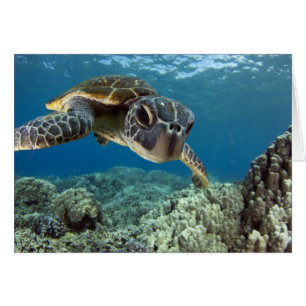 Tortuga verde hawaiana