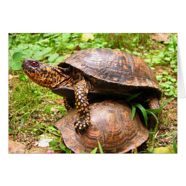 Tortugas (Anverso (Horizontal))