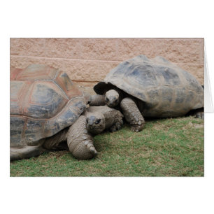 tortugas gigantes