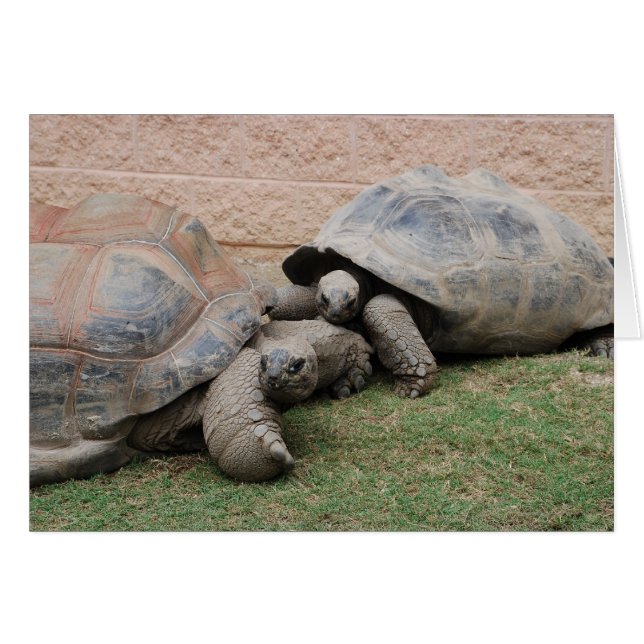 tortugas gigantes (Anverso (Horizontal))