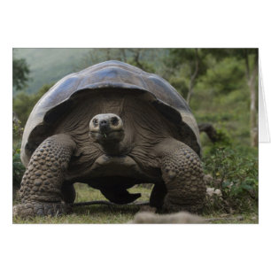 Tortugas Gigantes de Galapagos Geochelone