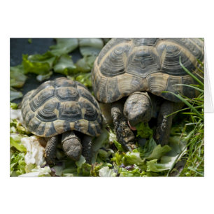 Tortugas Lindas