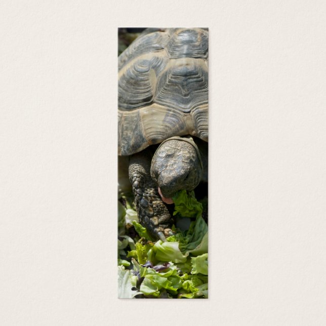 Tortugas Lindas (Frente)