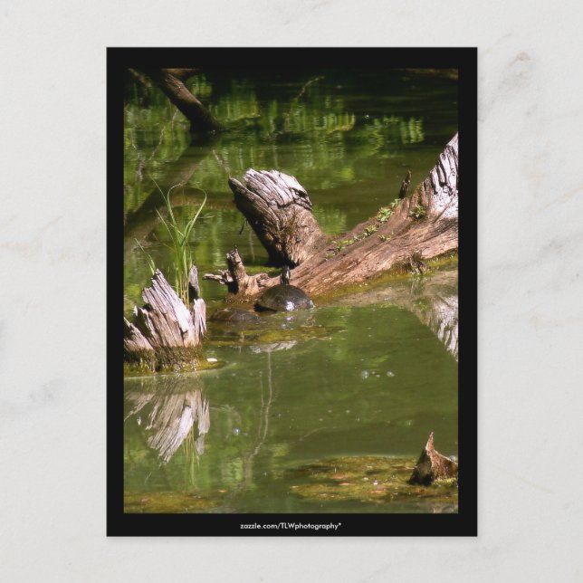 Tortugas - postal (Anverso)