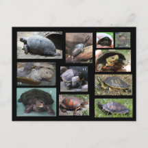 Tortugas, terrapinas y tortugas de postal SC