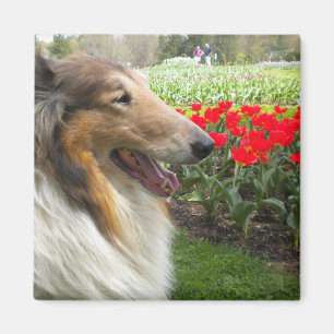 Tos Sable Collie en el imán Tulips