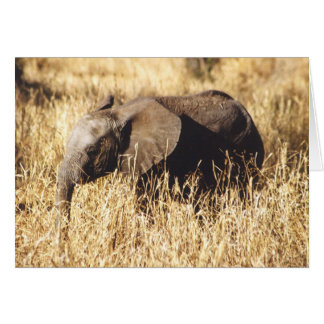 Toto Tembo (elefante del bebé)