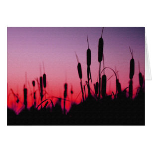 Totoras en la puesta de sol