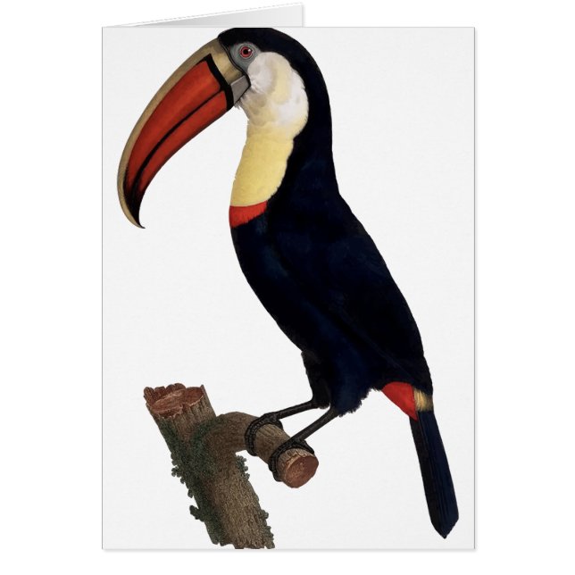Toucan (Frente)