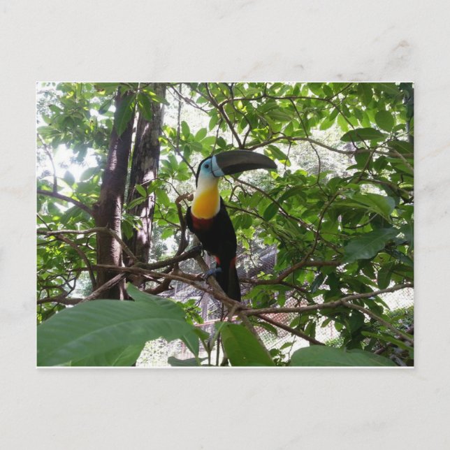 Toucan con billete de canal, postal de Trinidad (Anverso)