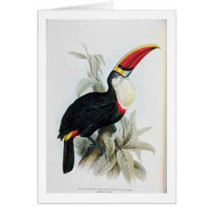 Toucan Rojo-Cargado en cuenta, 'de una monografía