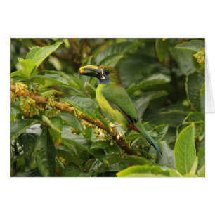 Toucanet esmeralda