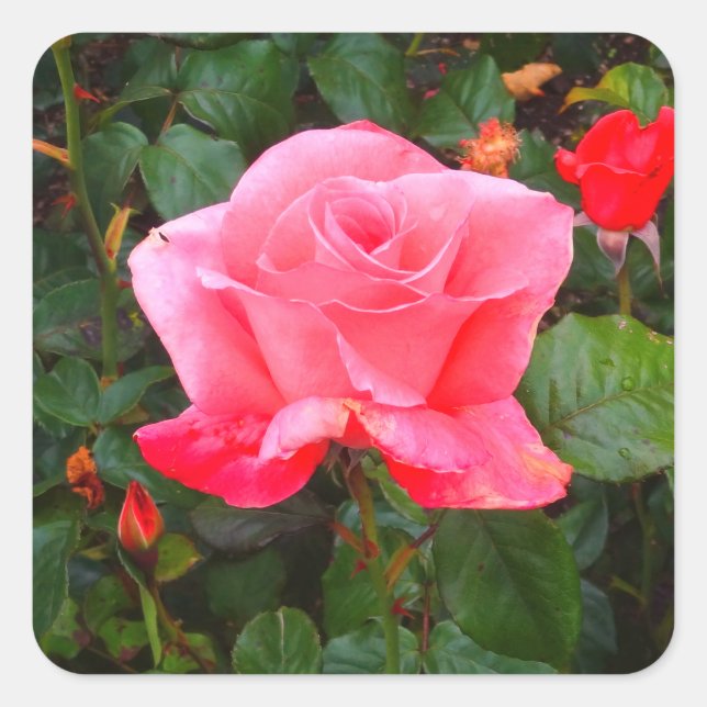 Touch of Class Rosa #1 Pegatinas (Anverso)