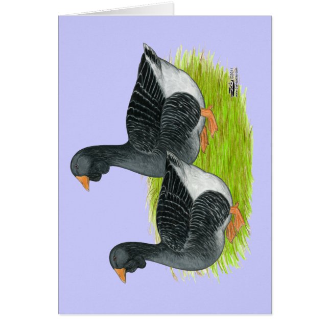 Toulouse Dewlap Geese (Frente)