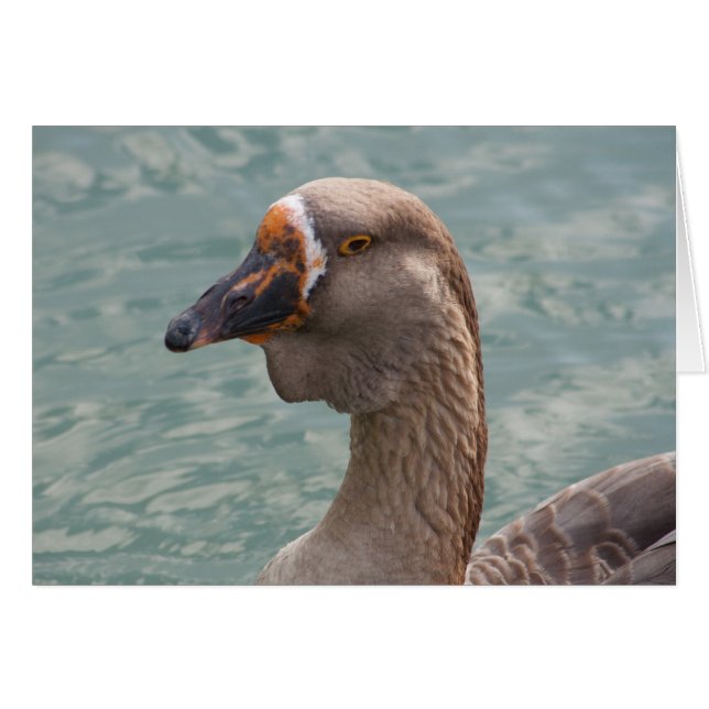 Toulouse Goose (Anverso (Horizontal))