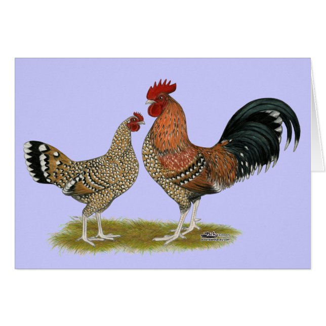 Tournaisis Bantams (Anverso (Horizontal))