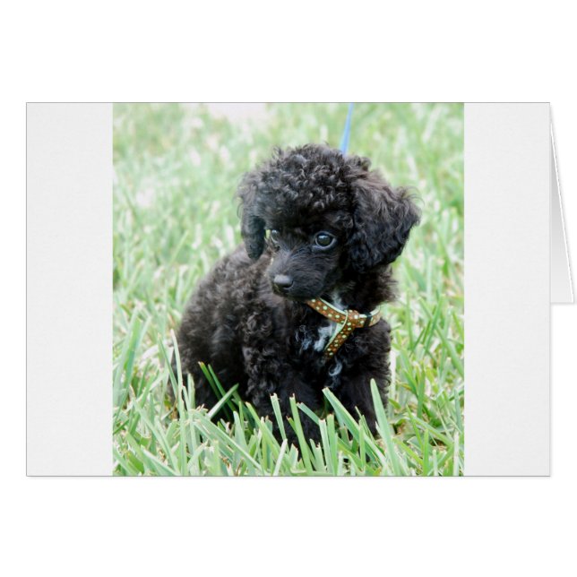 Toy Poodle Puppy (Anverso (Horizontal))