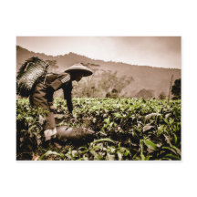Trabajador de campos de té indonesios 2, postal de