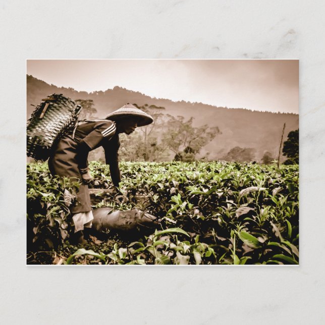 Trabajador de campos de té indonesios 2, postal de (Anverso)