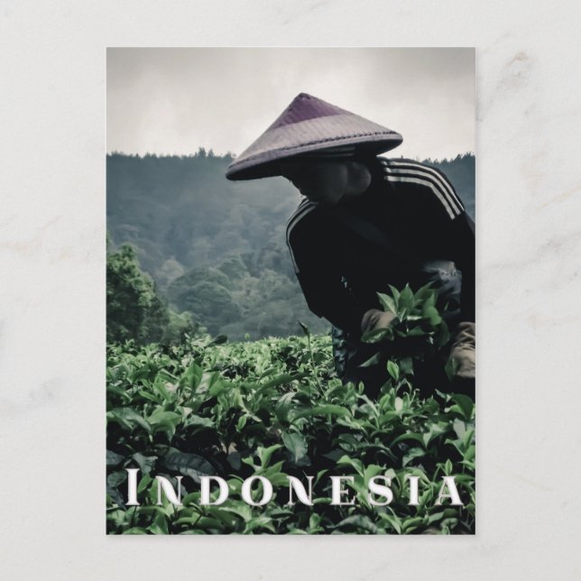 Trabajador de los campos de té indonesios, postal  (Anverso)