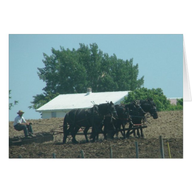 Trabajo de campo con caballos (Anverso (Horizontal))