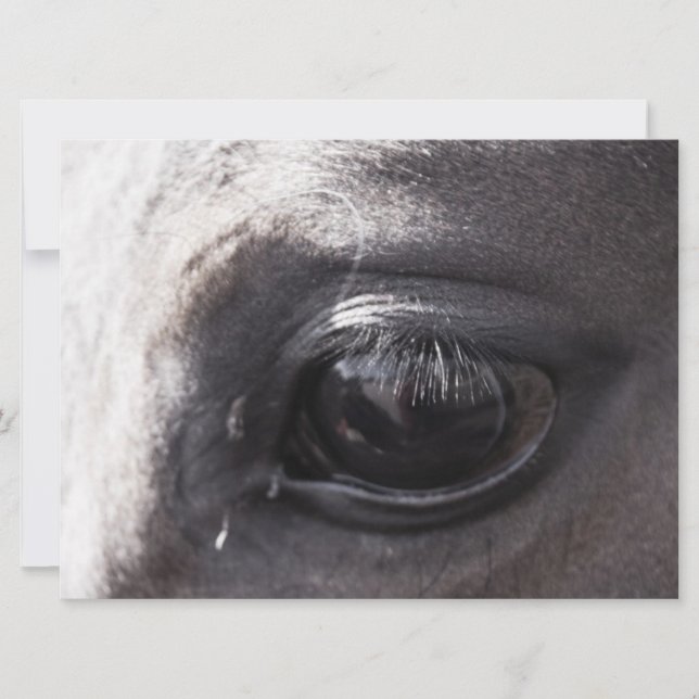 Trabajos de visualización de artistas de caballos (Anverso)