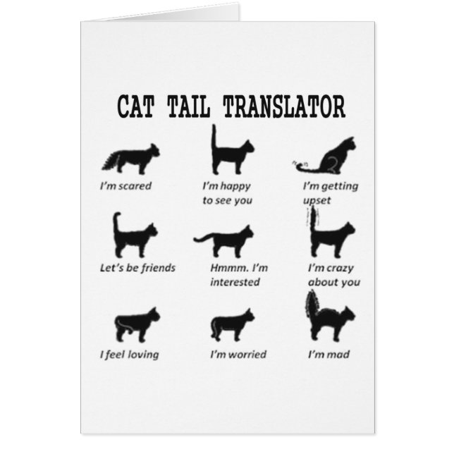 TRADUCTOR DE TAIL CAT (Frente)