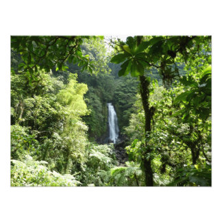 Trafalgar cae fotografía tropical de selva tropica