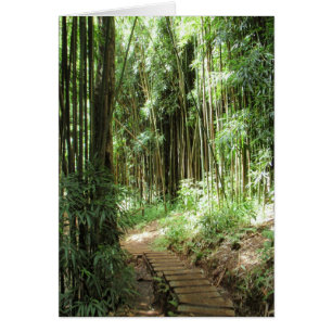Trail de Bambú