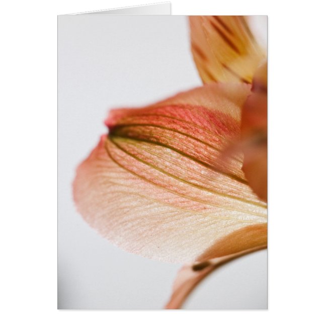 Translúcido (Frente)