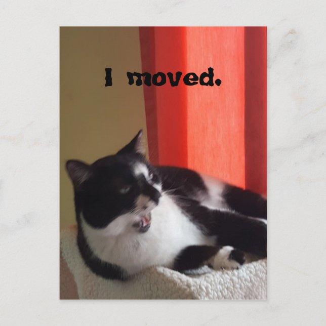 Trasladé postales de fotos de un gato de Tuxedo (Anverso)