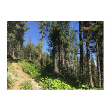 Trayecto forestal en el arte acrílico del Monte Sp