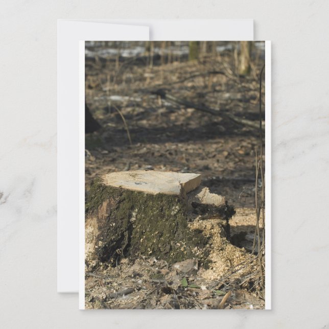 Trayectoria de árbol (Anverso)