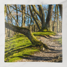 Trayectoria de la naturaleza