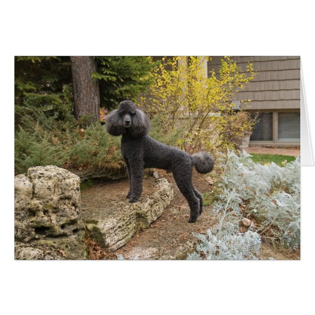 Trayendo algo de magia a tu día... (Anverso (Horizontal))