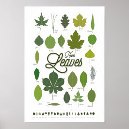 TREE LEAVES póster