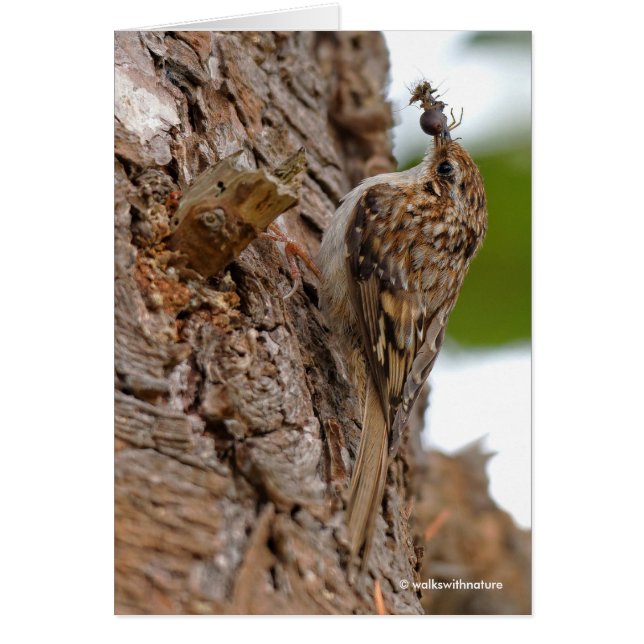 Treecreeper estadounidense con error (Frente)